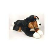 Książka : Pies berne...