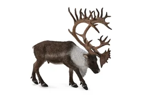 Obrazek Renifer