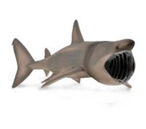 Bild von Długoszpar XL