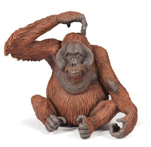 Obrazek Orangutan