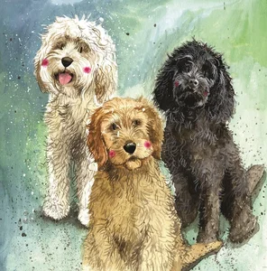 Obrazek Karnet AC745 Psy Cockapoo