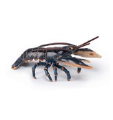 Polnische buch : Homar