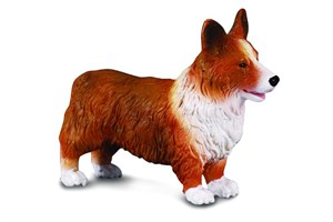 Obrazek Pies Welsh corgi