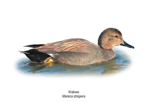 Bild von Obraz A4 Krakwa