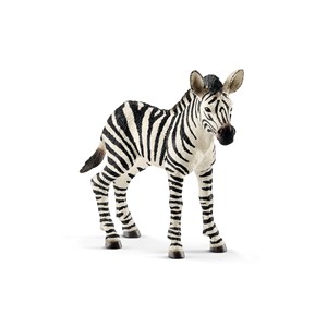 Obrazek Zebra źrebię