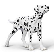 Książka : Dalmatyńcz...