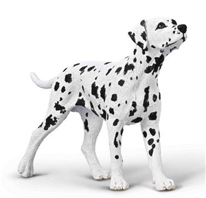 Obrazek Dalmatyńczyk