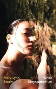 Obrazek White Chrysanthemum