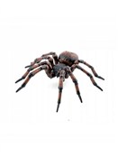 Pająk - buch auf polnisch 