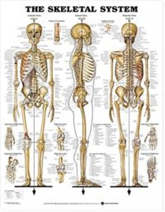 Bild von Skeletal System Poster