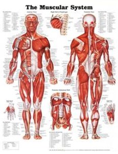 Bild von Muscular System Poster