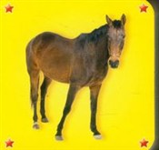 Polnische buch : Kosteczka ...