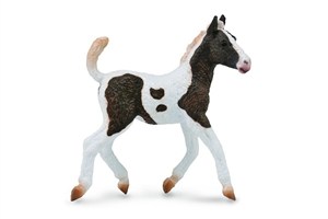 Obrazek Źrebię rasy Bashkir Curly M