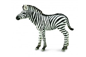 Obrazek Zebra źrebię