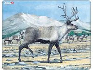 Obrazek Renifer