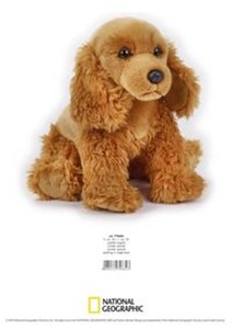 Bild von Cocker Spaniel