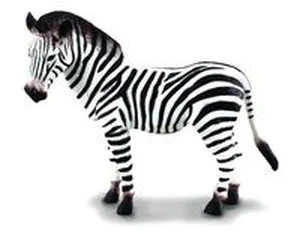 Obrazek Zebra