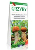 Zobacz : Grzyby - Opracowanie Zbiorowe