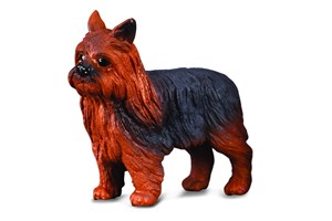 Bild von Pies yorkshire terier