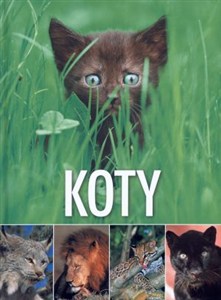 Bild von Koty