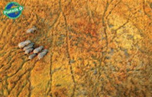 Bild von Puzzle Piatnik Słonie1000