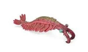 Bild von Anomalocaris