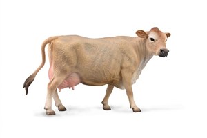 Bild von Jersey Cow Krowa