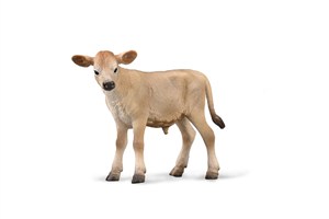 Bild von Cielę rasy Jersey