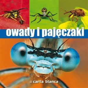 Obrazek Owady i pajęczaki