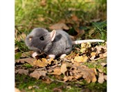 Szczurek - buch auf polnisch 