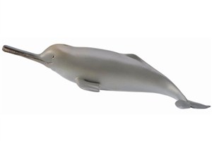 Obrazek Delfin z rzeki Ganges