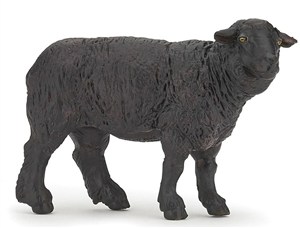 Bild von Czarna owca